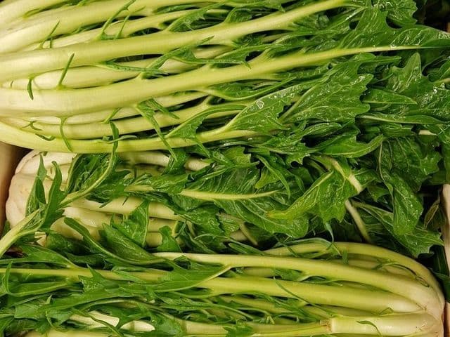 Cicoria Catalogna a Puntarelle