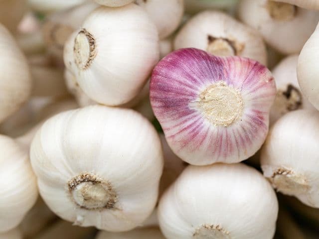 teste di aglio biologico