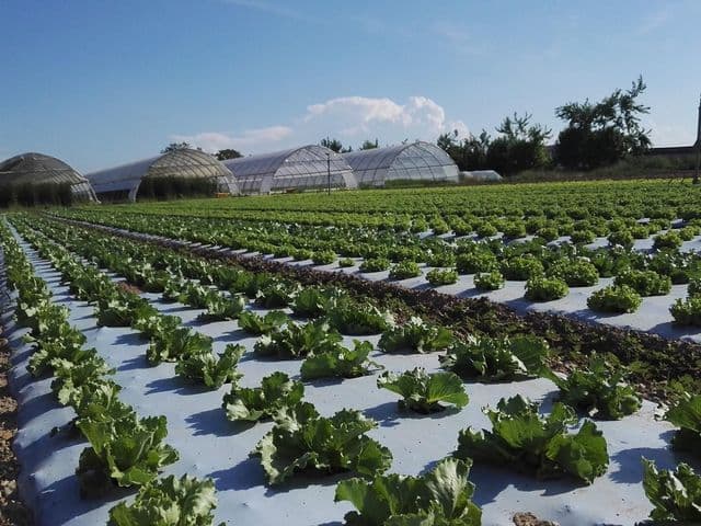 Azienda agricola ambiente naturale