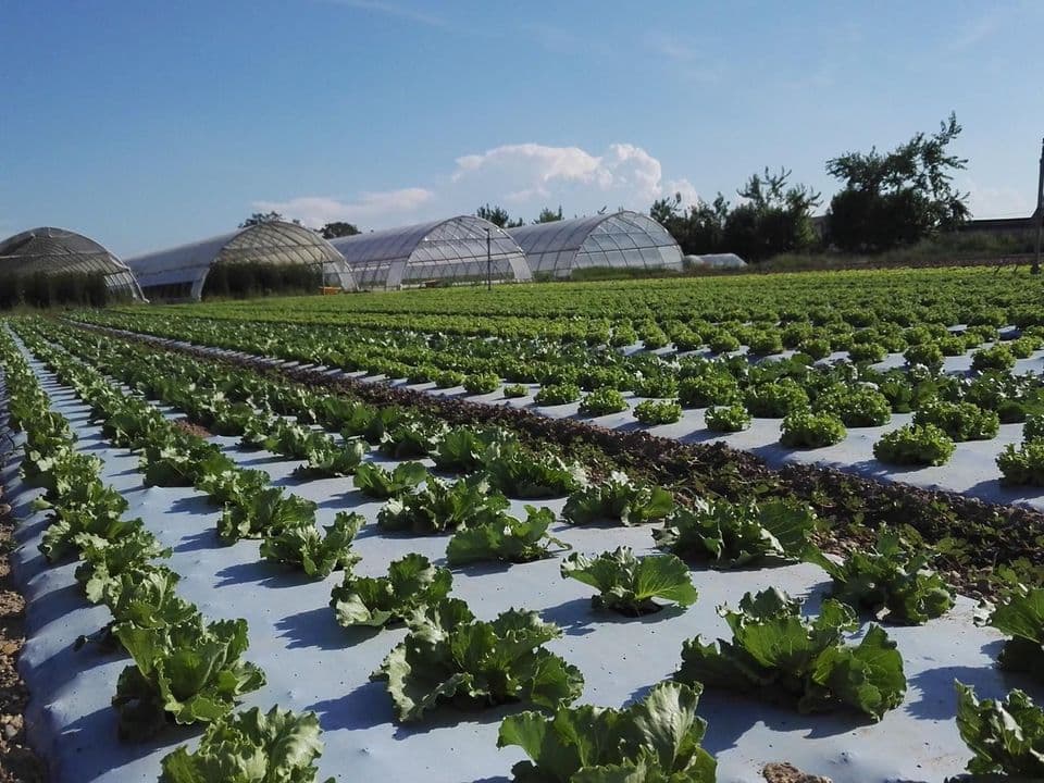Azienda agricola ambiente naturale