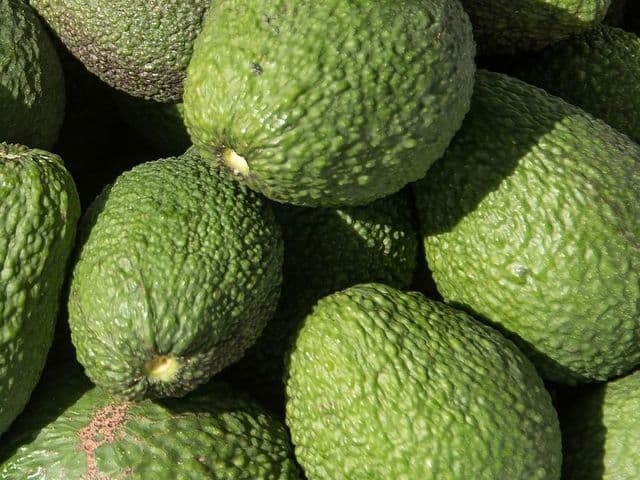 Avocado