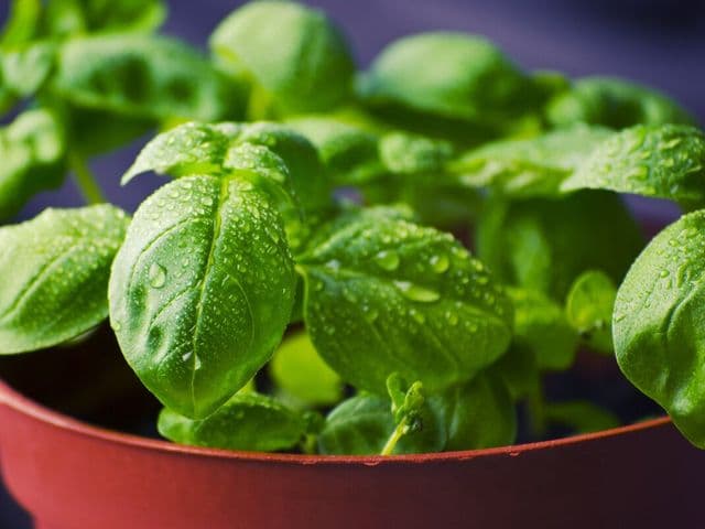 vasetto di basilico biologico