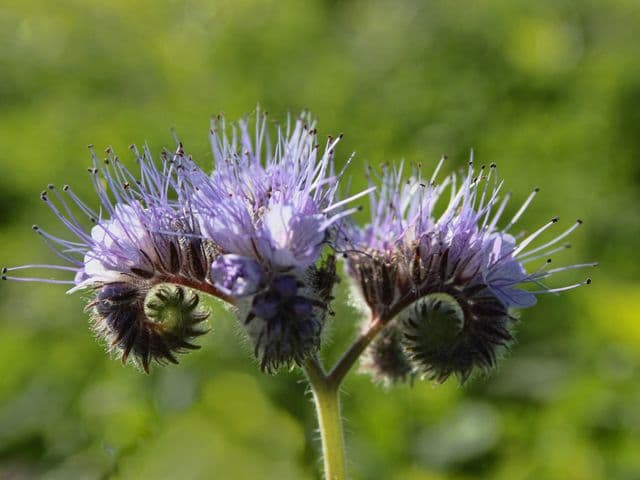 Facelia, specie importante nella pratica del sovescio