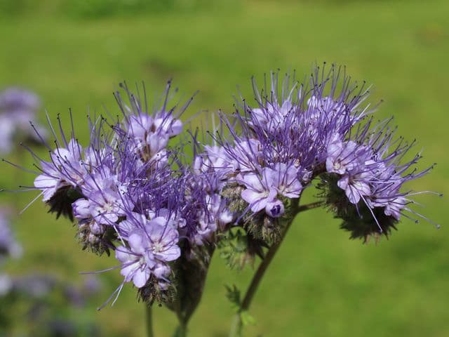Le rotazioni: come coltivare in  armonia con la natura