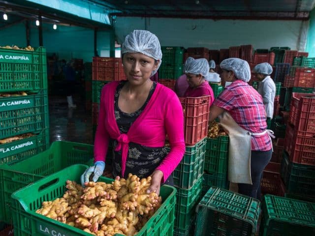 Il nostro zenzero, perché è così buono