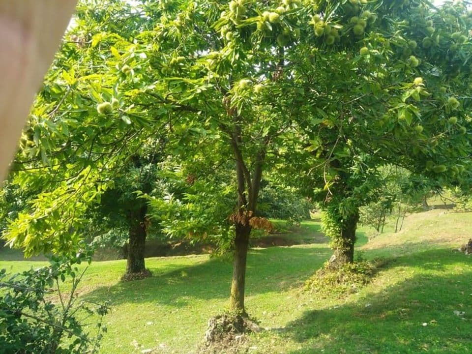 Giovani castagni