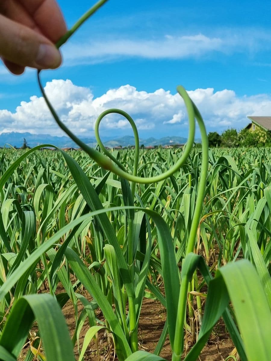 Primo piano di uno scapo d'aglio (il germoglio fiorale) che emerge da un campo coltivato. Lo scapo è di un verde brillante e presenta la sua tipica forma a spirale o ricciolo. Una mano tiene delicatamente la parte superiore dello stelo. Sullo sfondo si estende il campo di aglio verde sotto un cielo azzurro con nuvole bianche e montagne in lontananza.