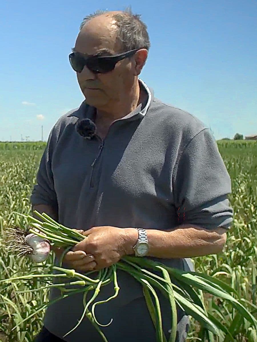 Un agricoltore in piedi nel campo tiene tra le mani un mazzo di scapi d'aglio appena raccolti e un bulbo di aglio con le radici ancora visibili. L'uomo indossa occhiali da sole e una maglia grigia a maniche lunghe. La luce solare è intensa e il campo di coltivazione si estende dietro di lui fino all'orizzonte.