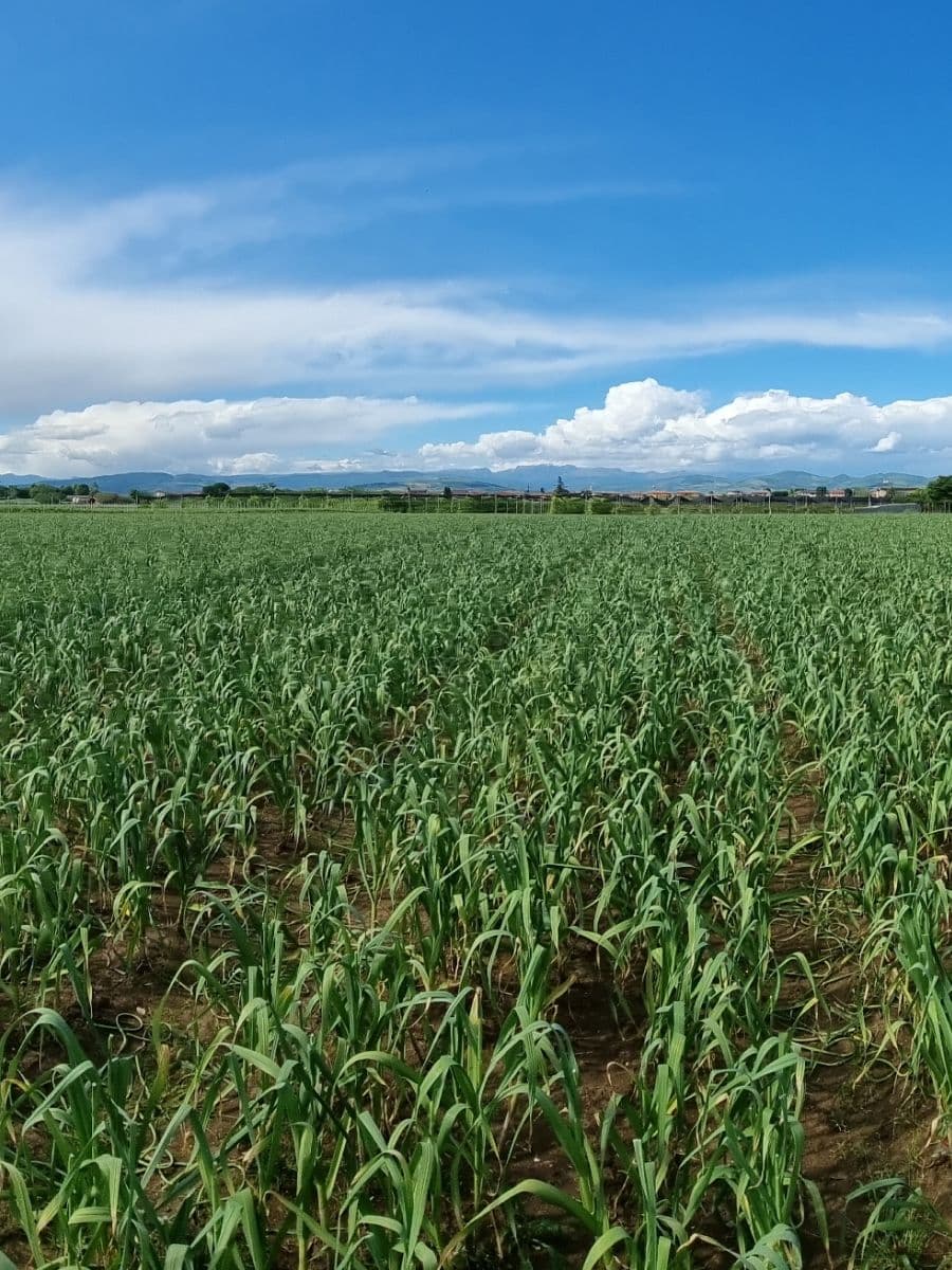 Una veduta panoramica di un ampio campo di aglio in pieno vigore vegetativo. Le piante verdi riempiono l'intera inquadratura, disposte in file ordinate su un terreno bruno. Sopra il campo, un vasto cielo azzurro è solcato da nuvole bianche e soffici, con il profilo delle montagne che si staglia all'orizzonte in un ambiente rurale sereno.