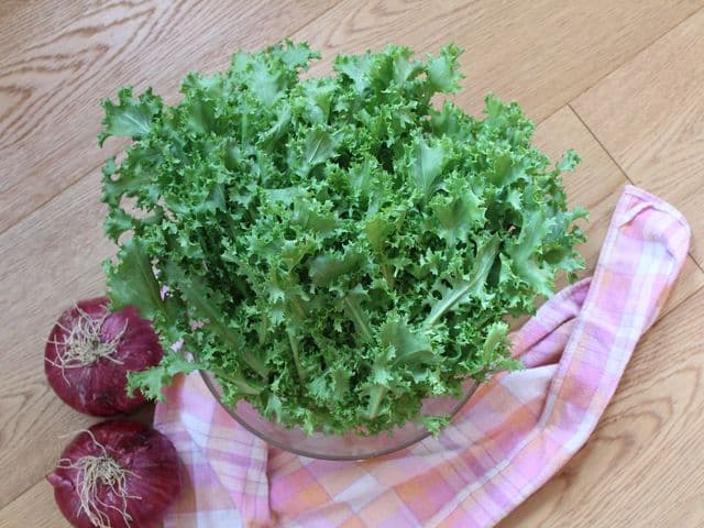 Pianta di insalata invidia riccia