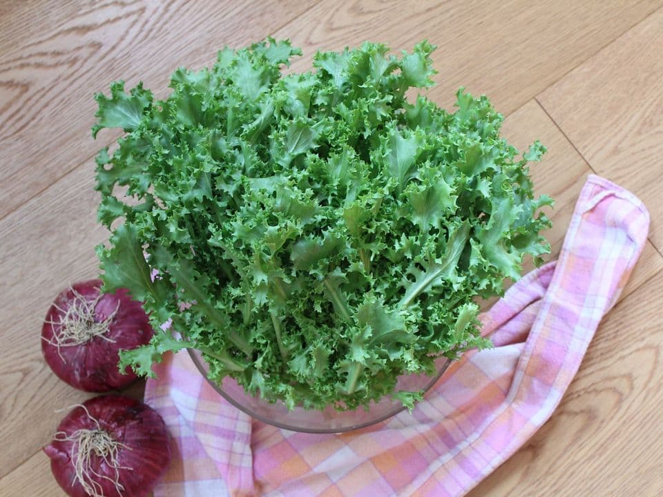 Pianta di insalata invidia riccia