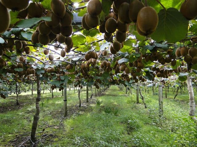 Az. Agricola F.lli Loda