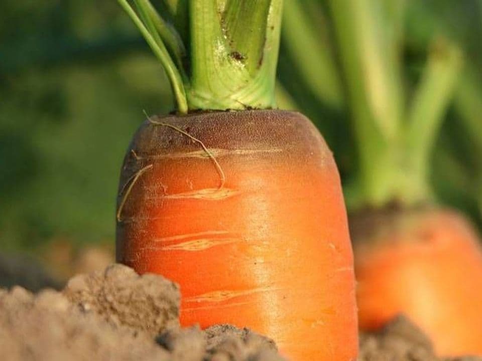 Dettaglio carota