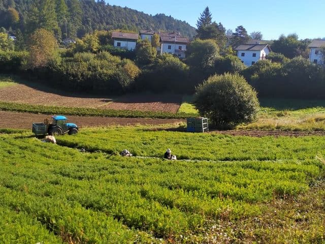 Azienda agricola Ortigresta (TN)