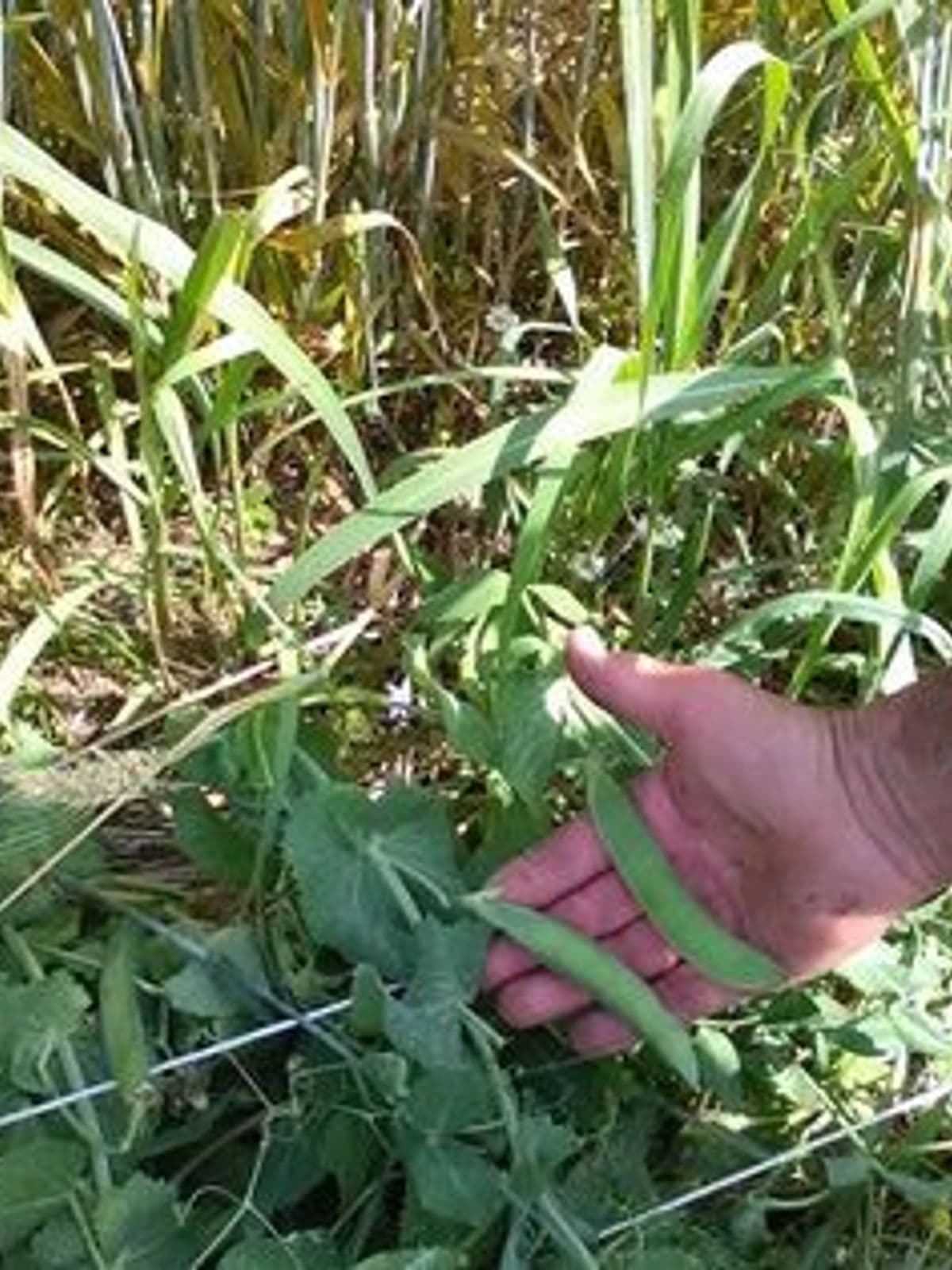 Piselli: azienda agricola Gritti Daniele (BS)