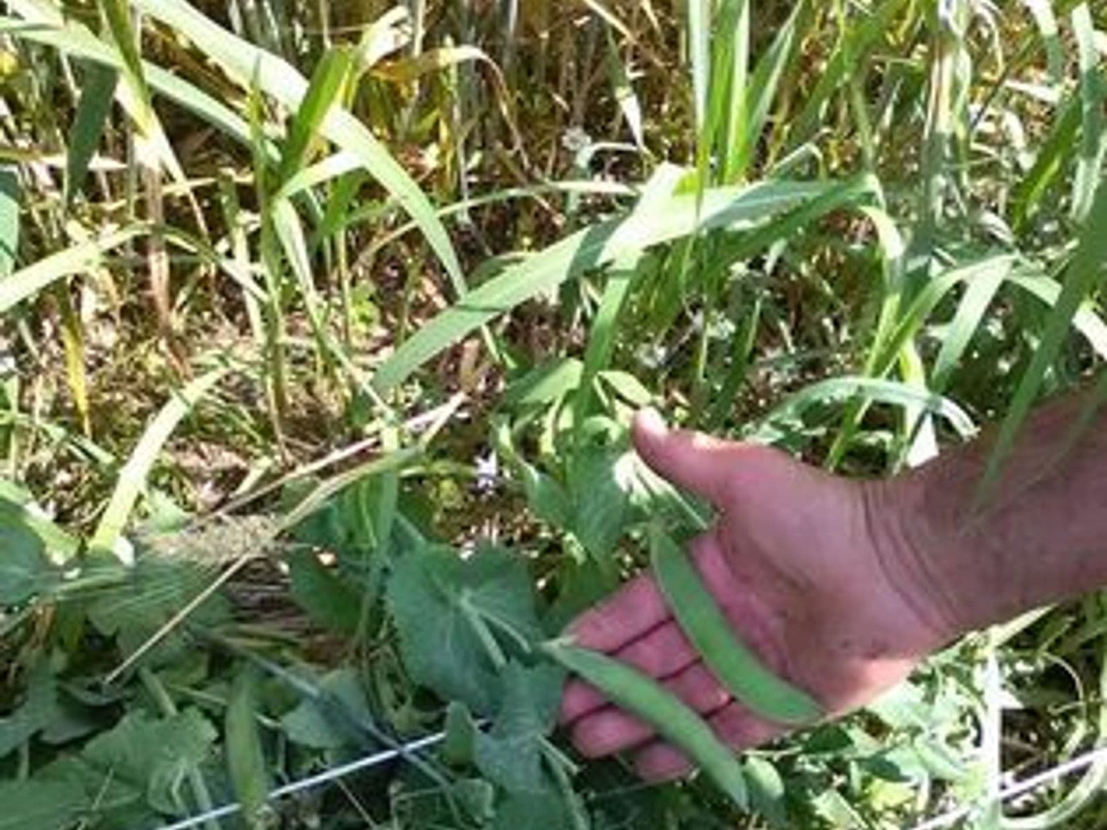 Piselli: azienda agricola Gritti Daniele (BS)