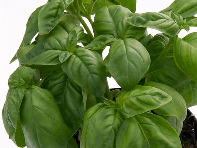 Basilico