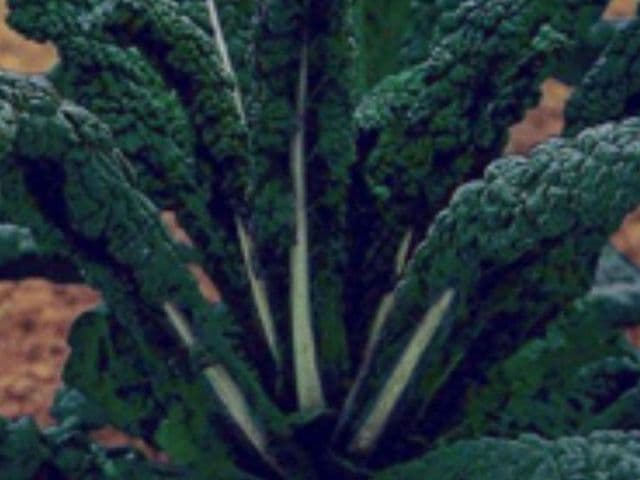 Cavolo nero