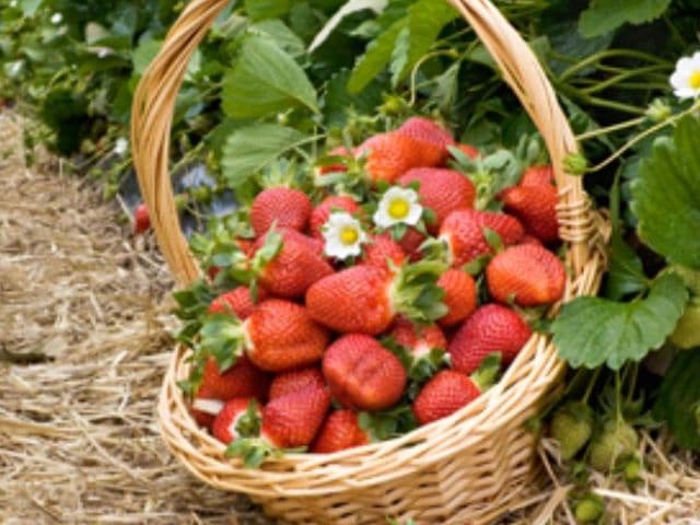 Fragole