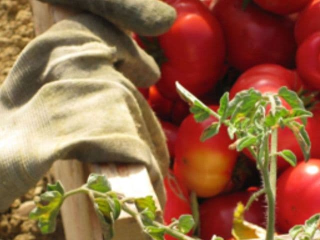 Pomodoro