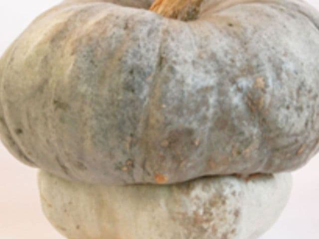 Zucca
