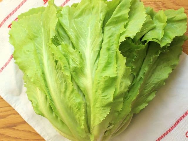 Scarola indivia