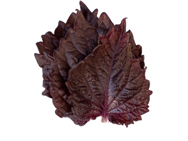 foglia di shiso biologico