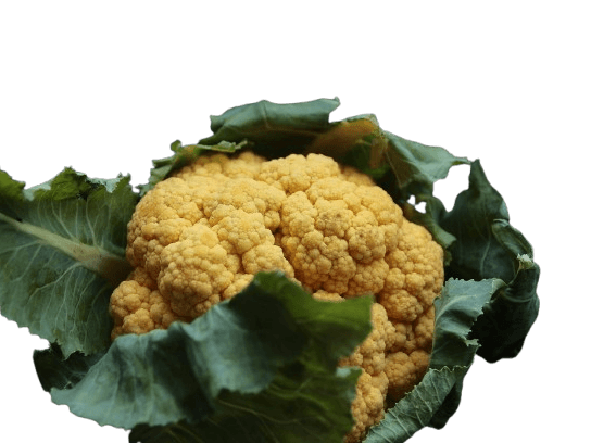 cavolfiore giallo