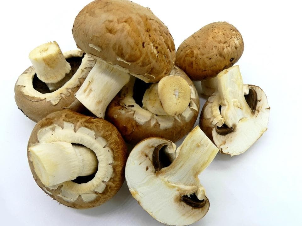 funghi