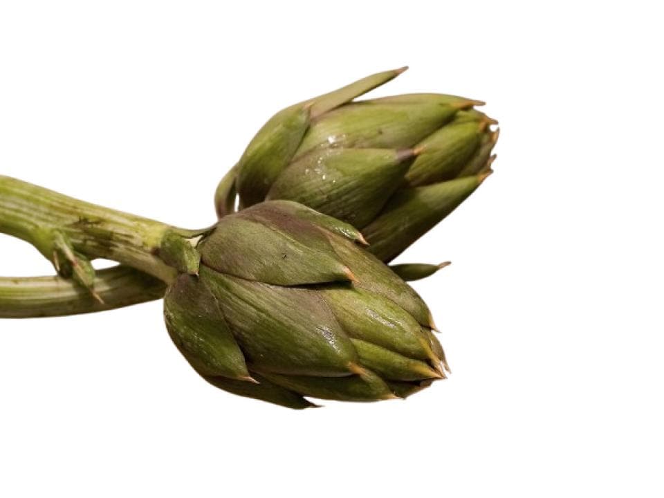 Carciofo spinoso biologico