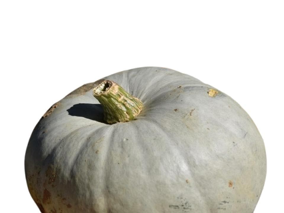 Zucca vanity biologica