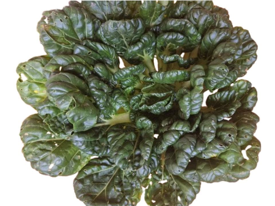 Cavolo tatsoi biologico