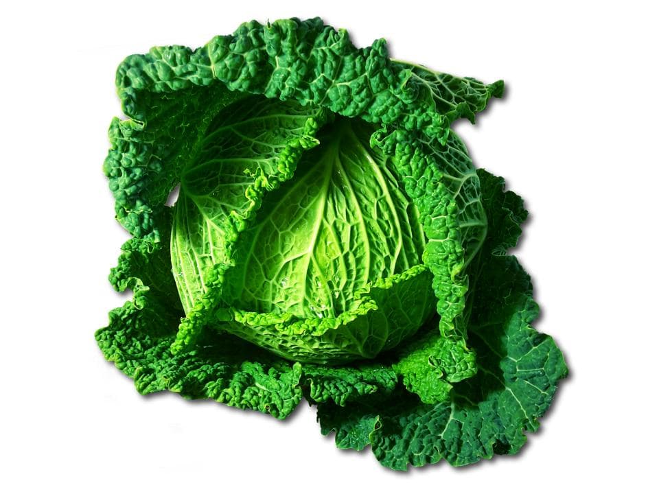 Cavolo verza verde biologico