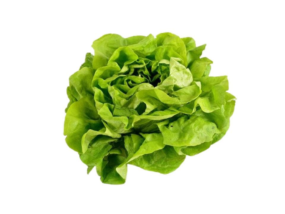 Insalata lattuga biologica