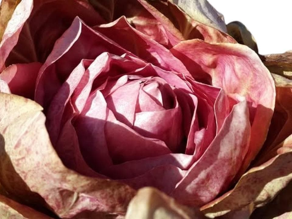 Radicchio rosa biologico