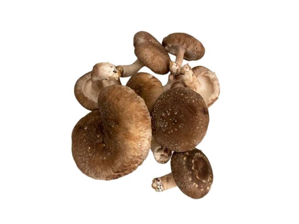Funghi shiitake biologici