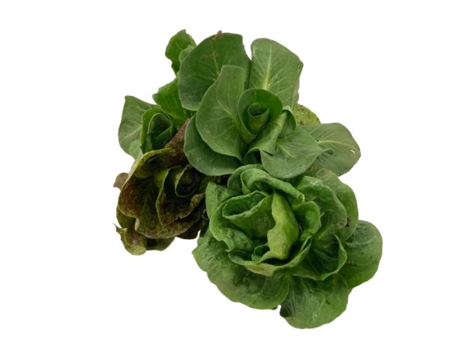 Radicchio grumolo biologico