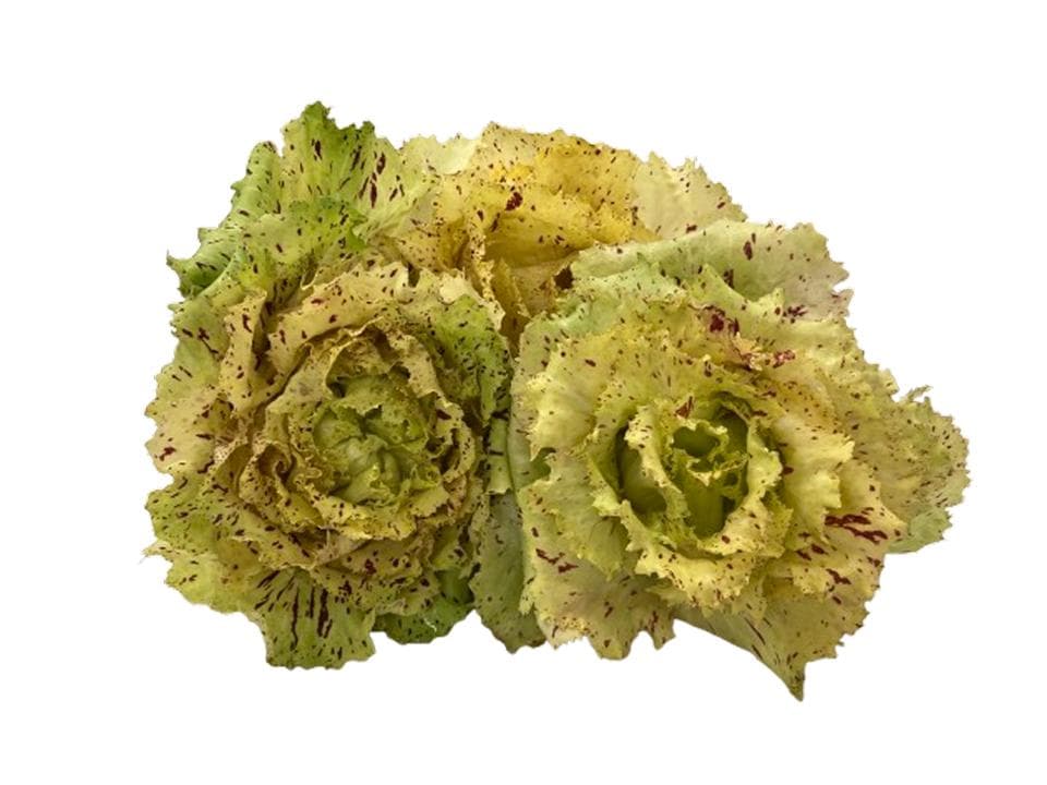 rad variegato aperto