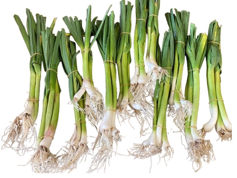 Aglio bianco fresco biologico