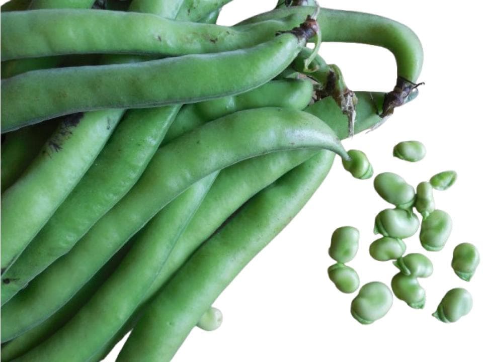 Fave fresche biologiche