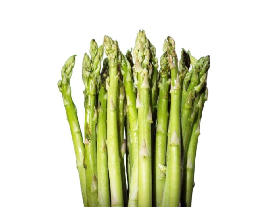 Asparagina biologica