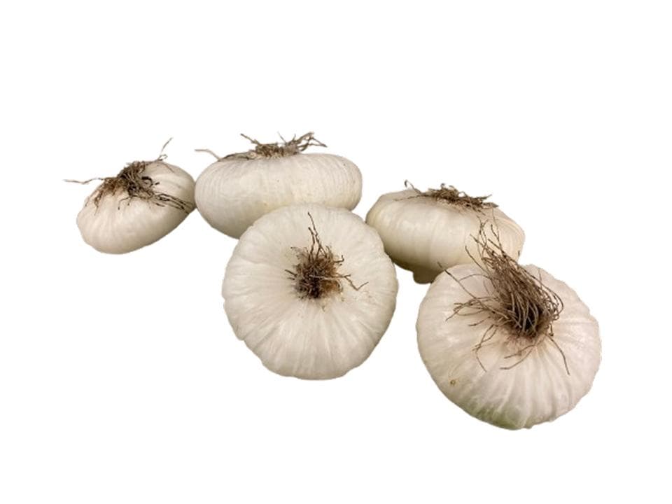 Cipolla bianca piatta biologica