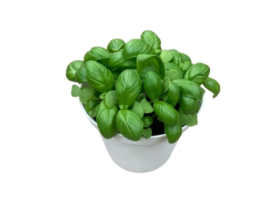 Vasetto di basilico biologico