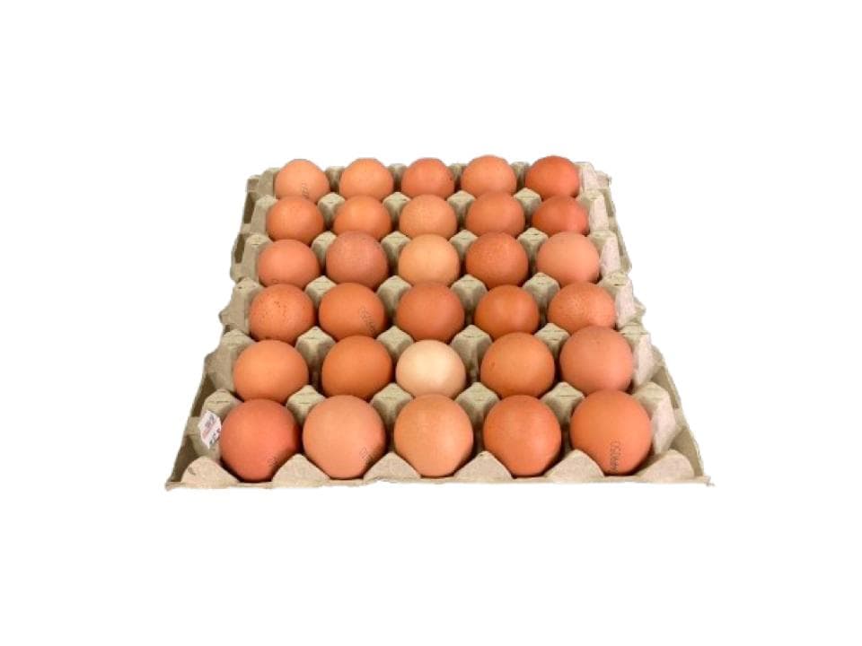 Pianetta di uova biologiche - 30 pezzi