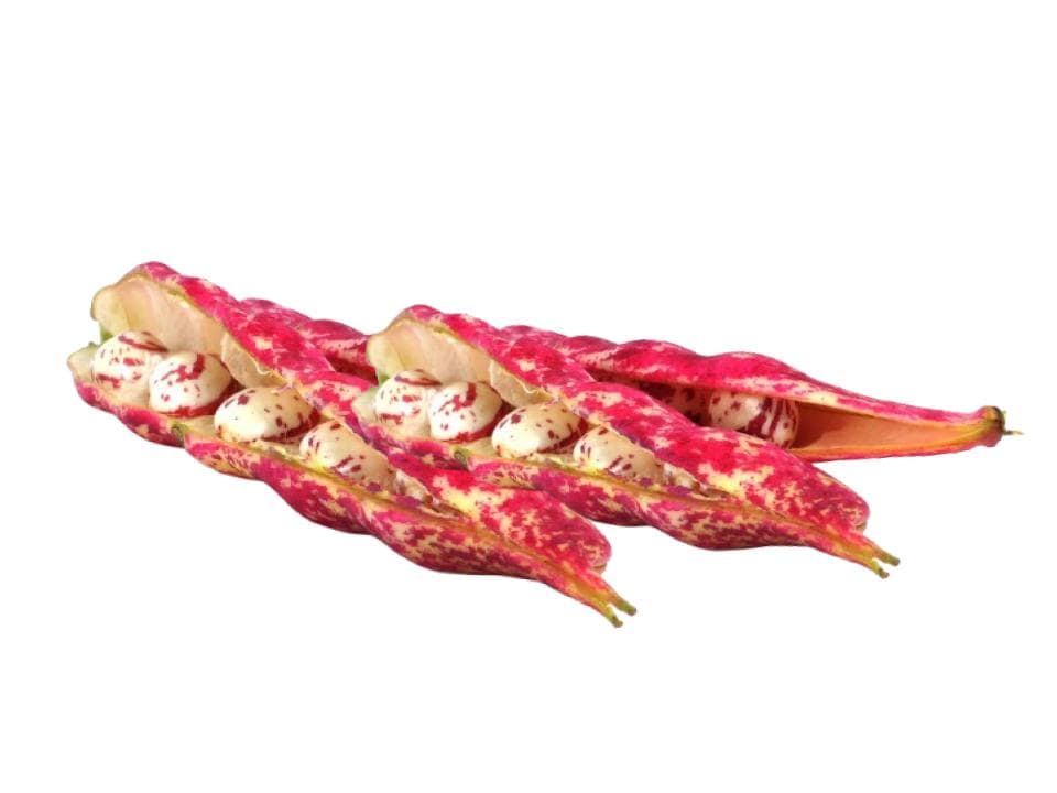 Fagioli borlotti biologici