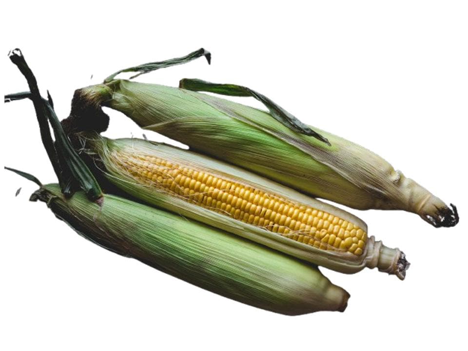 Pannocchia di mais biologica