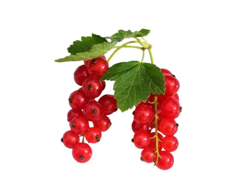 Ribes biologico