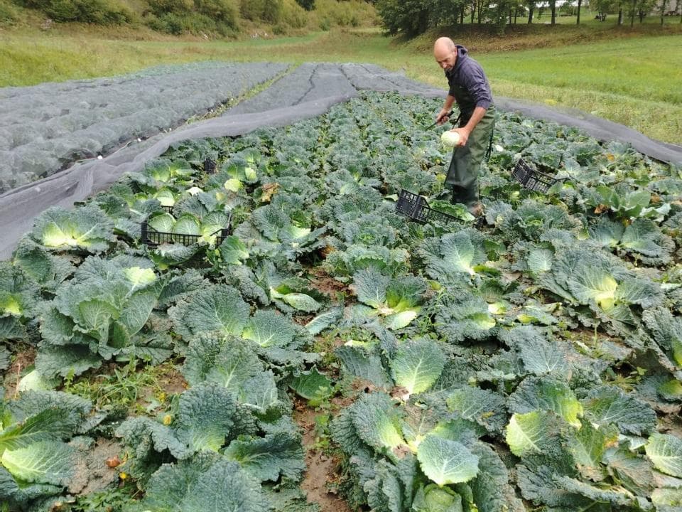 Raccolta in campo di cavolo verza biologico