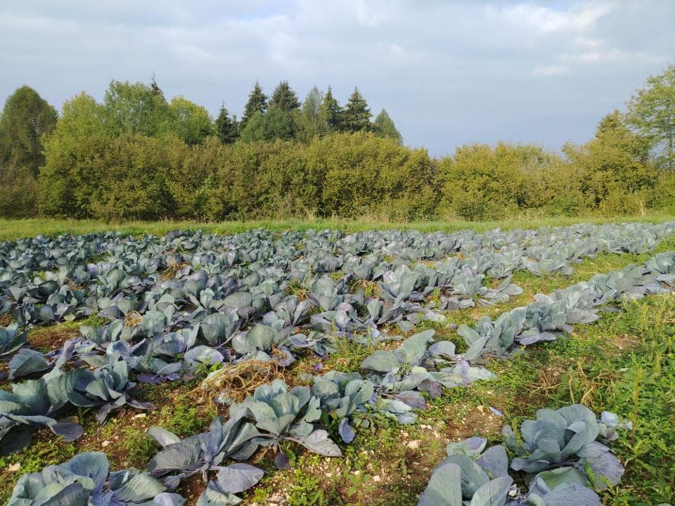 Raccolta in campo di cavolo cappuccio rosso biologico