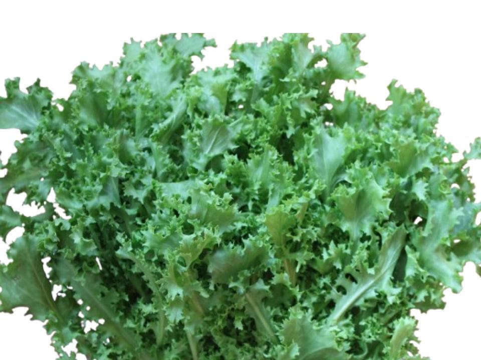Indivia-riccia-biologica